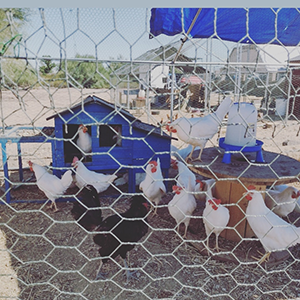 Many chickens standing behind a fence.